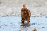 CAVALIER KING CHARLES 243